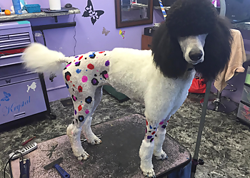 Toledo Pet Grooming Bubbles and Bones pet grooming