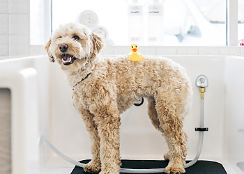 Minneapolis Pet Grooming Bubbly Paws