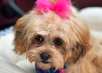 Charlotte Pet Grooming Bubbly Pups