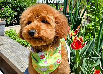 Charlotte Pet Grooming Bubbly Pups