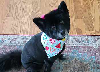 Bubbly Pups Charlotte Pet Grooming Bubbly Pups