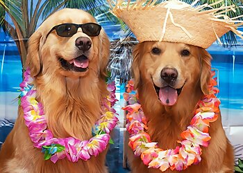 Atlanta Dog Walkers Buckhead Paws