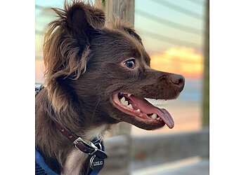 Atlanta Dog Walkers Buckhead Pet Pals