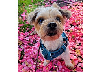 Atlanta Dog Walkers Buckhead Pet Pals