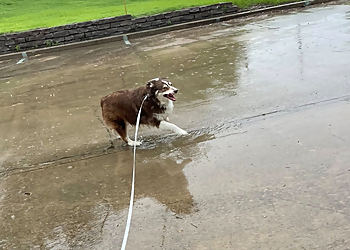 Tulsa Dog Walkers Buddys Dog Services