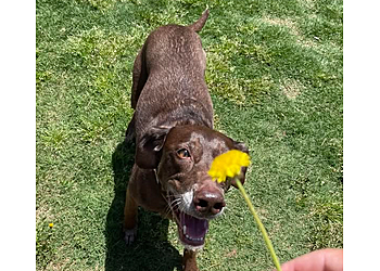 Buddys Dog Services Tulsa Dog Walkers image 1