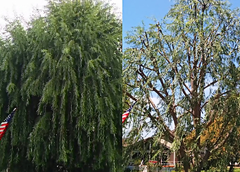 Thousand Oaks Tree Services Budget Tree Service