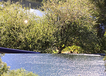 Thousand Oaks Tree Services Budget Tree Service