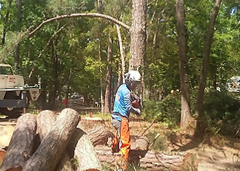 Port St Lucie Tree Services Budget Tree Service PSL