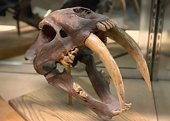 Bakersfield Places To See Buena Vista Museum of Natural History