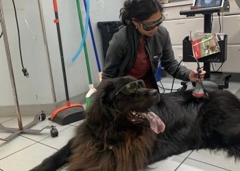 Buffalo Veterinary Clinics Buffalo Small Animal Hospital