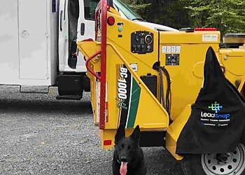 Buffalo Tree Services Buffalo Tree Service