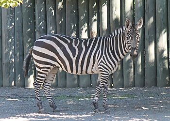 Buffalo Places To See Buffalo Zoo