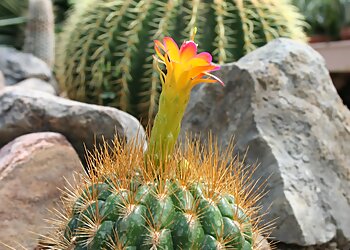 Buffalo Places To See Buffalo and Erie County Botanical Gardens