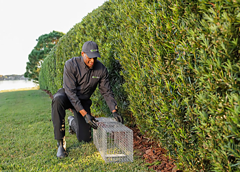 Amarillo Animal Removal Bug Out