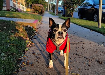 Durham Dog Walkers Bull City Pet Sitting