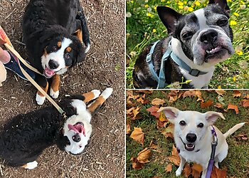 Durham Dog Walkers Bull City Pet Sitting