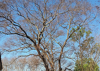 Montgomery Tree Services Bullseye Tree Service