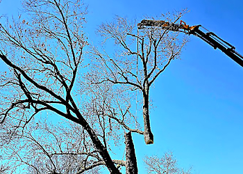 Peoria Tree Services Bullys Tree Service