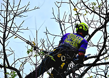 Peoria Tree Services Bullys Tree Service