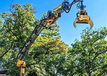 Bullys Tree Service Peoria Tree Services image 1