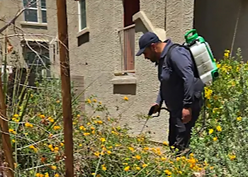 Las Vegas Pest Control Companies Bulwark Exterminating Las Vegas