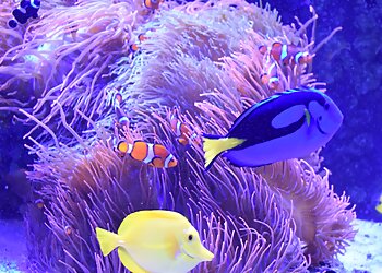 Sioux Falls Places To See Butterfly House & Aquarium