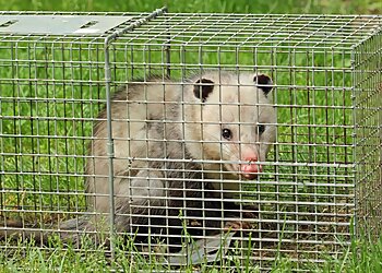 Philadelphia Animal Removal BuxMont Wildlife-Trapping & Animal-Removal