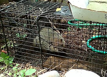 Philadelphia Animal Removal BuxMont Wildlife-Trapping & Animal-Removal