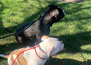 By Your Side Pet Services - North Las Vegas, NV Dog Walkers - Service Image