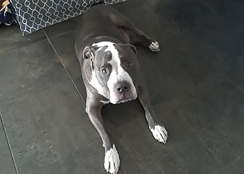By Your Side Pet Services - North Las Vegas, NV Dog Walkers - Service Highlights
