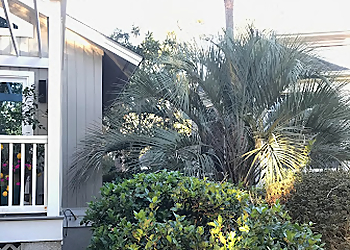 Savannah Tree Services CMK Tree