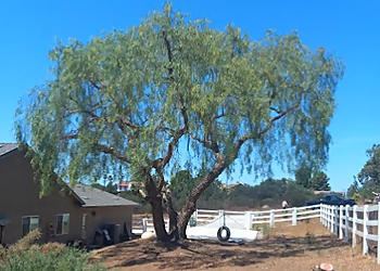 El Cajon Tree Services CM Precision Tree & Landscape Inc.