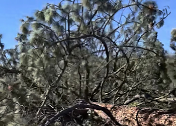 El Cajon Tree Services CM Precision Tree & Landscape Inc.