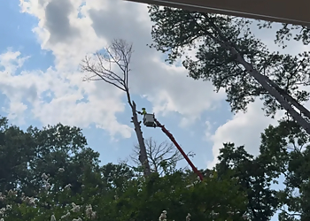 CMT Tree Service - Montgomery, AL Tree Services - Outdoor Work Image