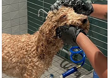 Atlanta Pet Grooming C'My Paws