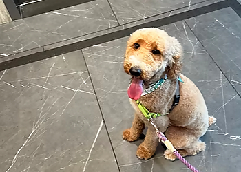 Atlanta Pet Grooming C'My Paws