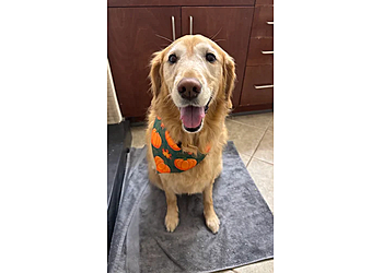 C'My Paws Atlanta Pet Grooming C'My Paws