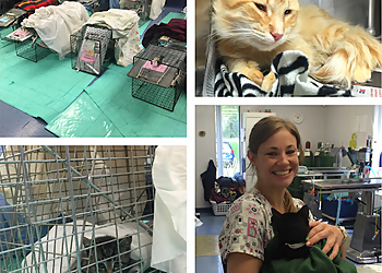 CSNIP - Grand Rapids, MI Veterinary Clinics - Medical Procedure Image