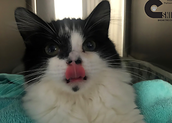 CSNIP - Grand Rapids, MI Veterinary Clinics - Doctor With Patient Image