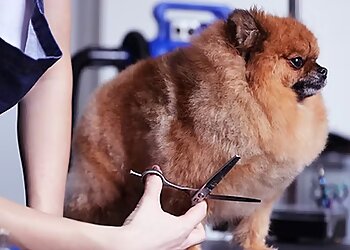 Anaheim Pet Grooming C U Pet Grooming