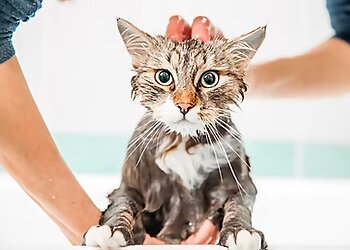 Anaheim Pet Grooming C U Pet Grooming