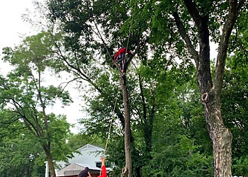 Caballeros Tree Service & Landscaping, LLC. Washington Tree Services image 1