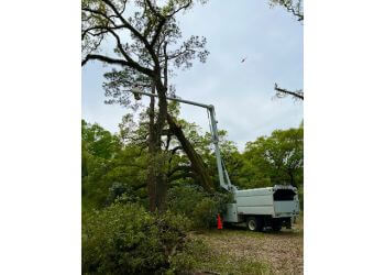 Cain's Tree Service Mobile Tree Services