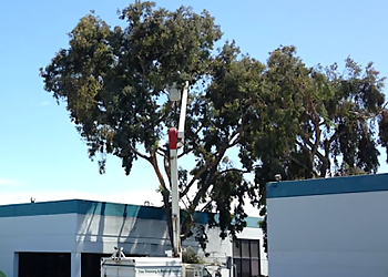 Hayward Tree Services Cal Tree Care