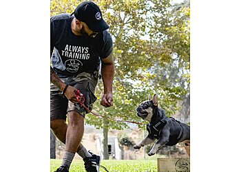 San Jose Dog Training Cali K9