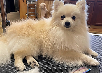 Salinas Pet Grooming California Groomin'