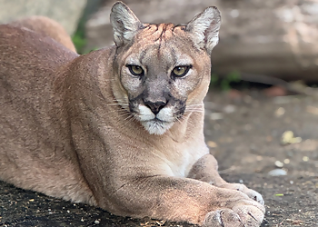 Bakersfield Places To See California Living Museum