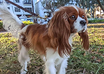 St Petersburg Dog Walkers Calling All Dogs and Cats