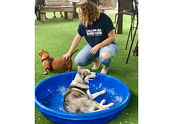 St Petersburg Dog Walkers Calling All Dogs and Cats